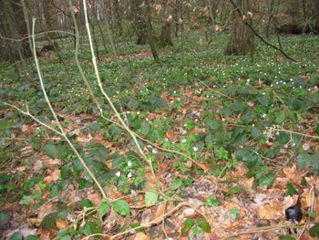 Skovbund med anemoner